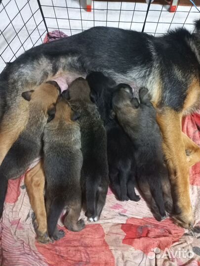 Собаки щенки немецкая овчарка