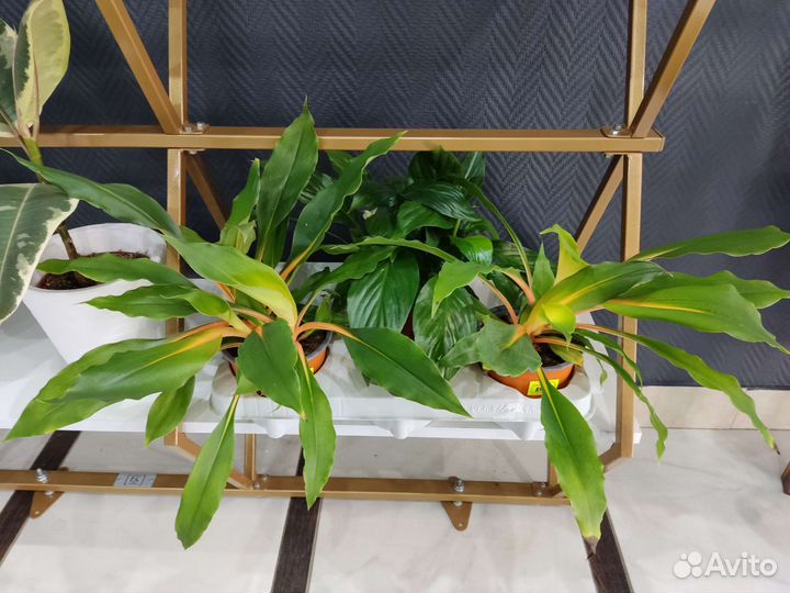 Хлорофитум грин оранж