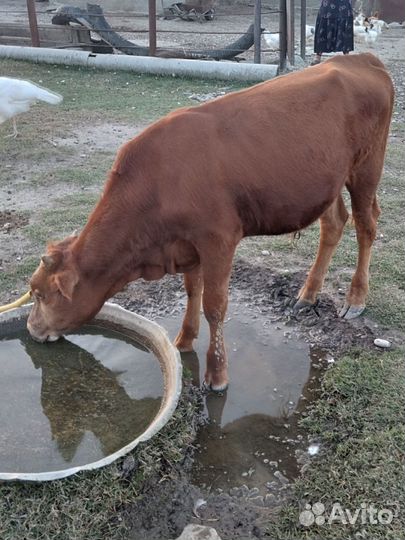 Бычки и телята мясной породы