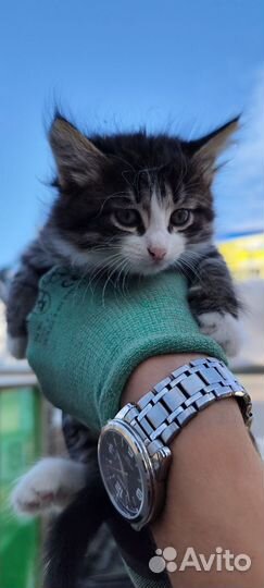 Отдам в добрые руки котят-девочек