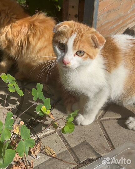 Кошки в добрые руки бесплатно