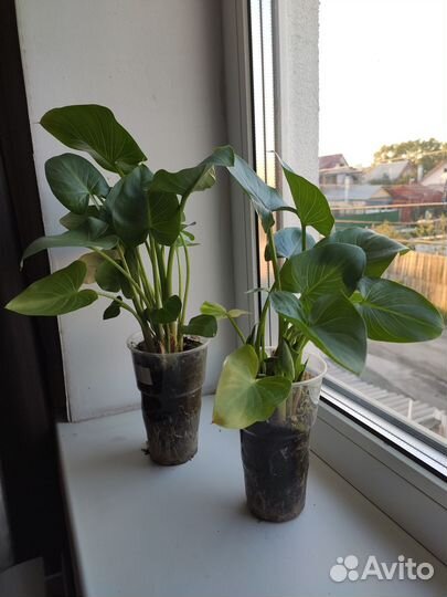 Калла эфиопская