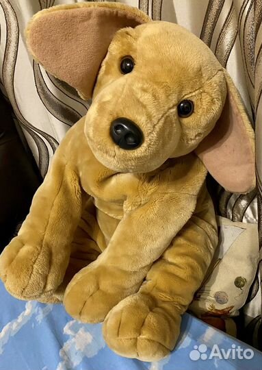 Собака лабрадор