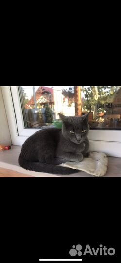 Кошечка, 5 месяцев