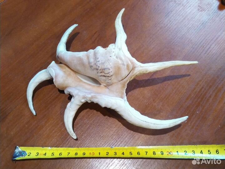 Морские раковины большие