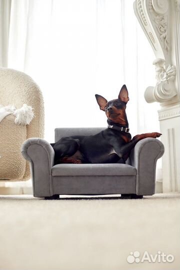 Вязка цвергпинчер