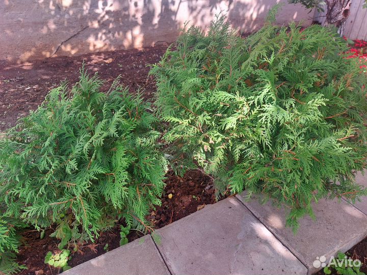 Туя шаровидная Вудварди