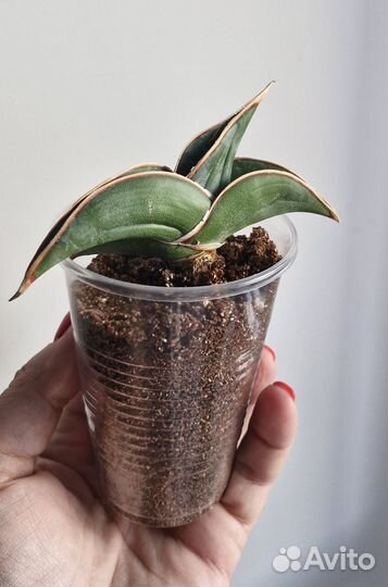 Сансевиерии сортовые