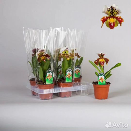 Орхидея Paph America Hub Short d 12