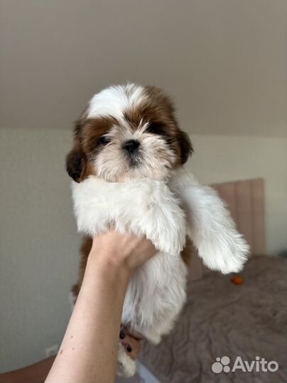 Куколки ши-тцу