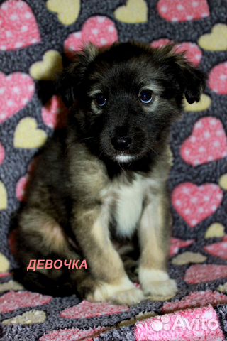 авито прокопьевск собаки