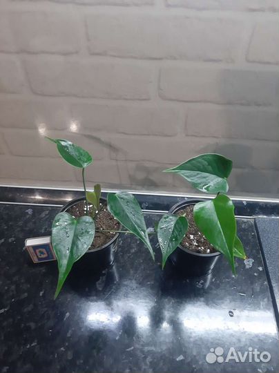 Антуриум Ягуар грин