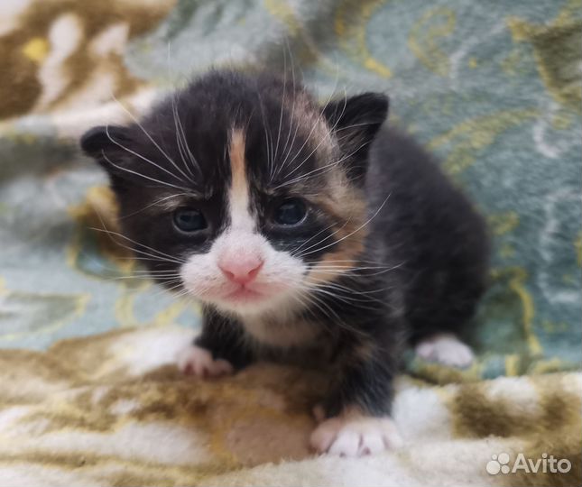 Кошка в дар бесплатно