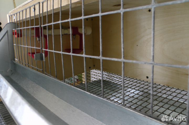 Клетка для 40 перепелов профессионал