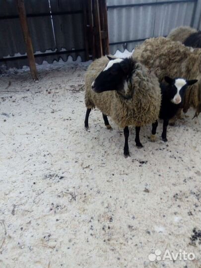 Овцы романовской породы