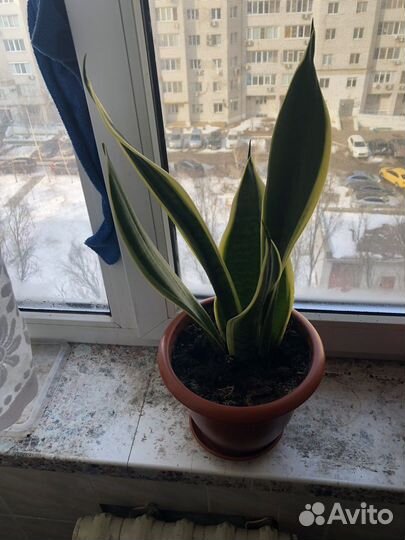Сансевиерия