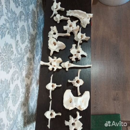 Позвоночники. Козла