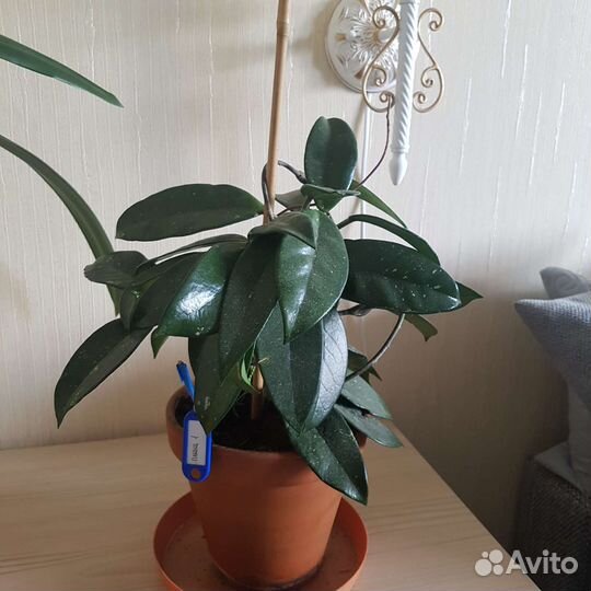 Растения для офиса