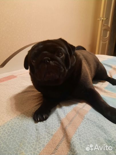 Мопс вязка мальчик