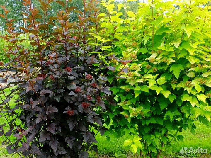 Декоративные деревья и кустарники