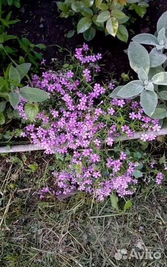 Почвопокровные растения