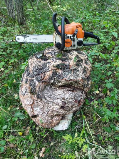 Сувель березовый