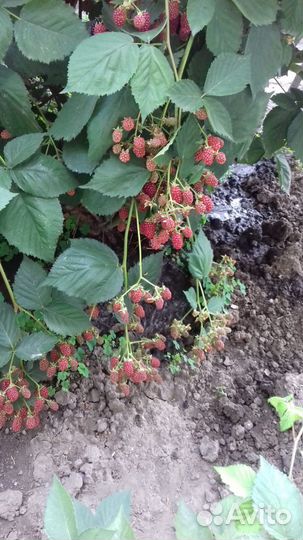 Ежевика без шипов