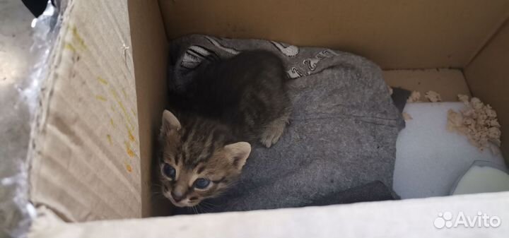 Котятки