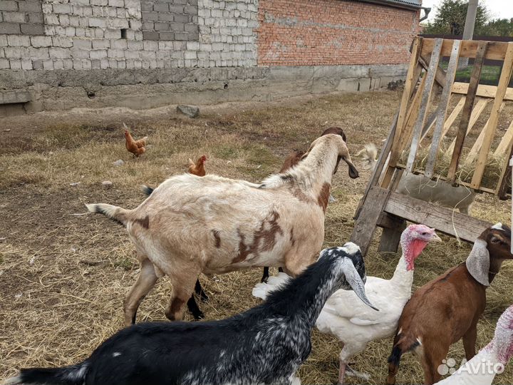 Нубийский козёл