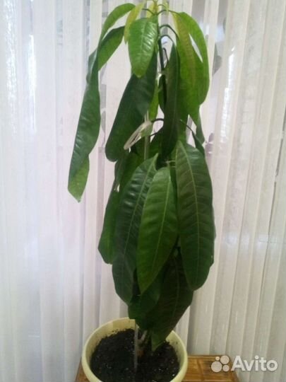 Цветы комнатные