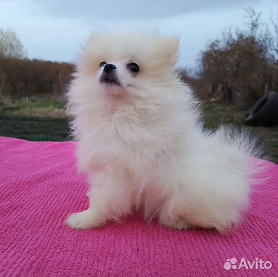 Белая девочка подросток