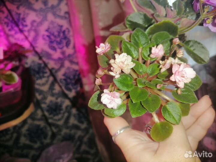 Фиалки мини