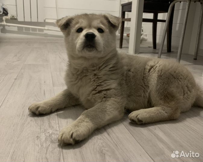 Отдам щенка в добрые руки