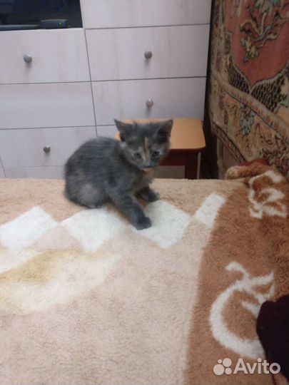 Кошка в дар