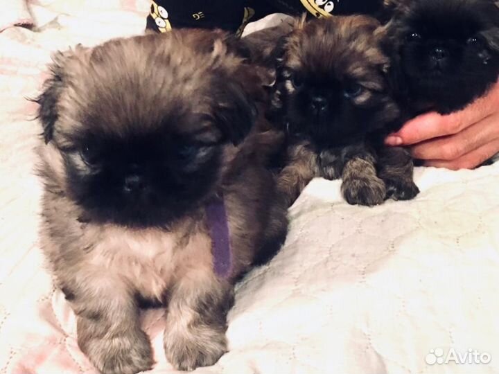 Щенки пекинеса