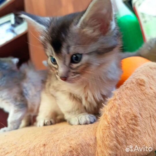 Сомалийская