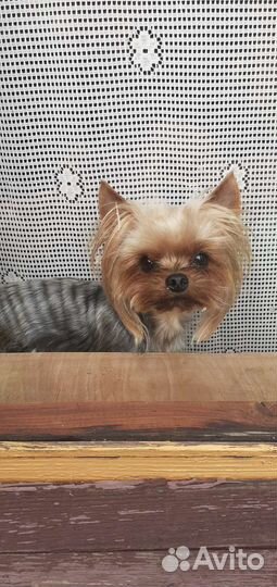 Йоркширский терьер