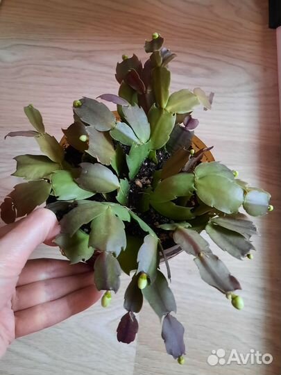 Декабрист белый