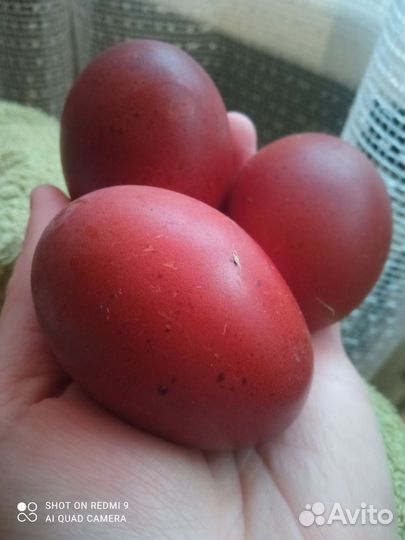 Мускусные утята