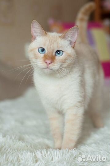 Персей - Крупный голубоглазый тайский котик в дар