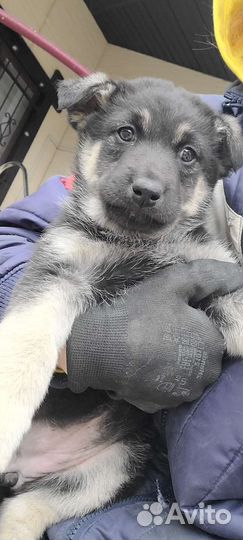 Щенок немецкой овчарки