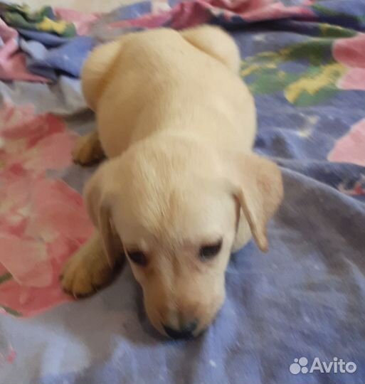 Щенки лабрадора