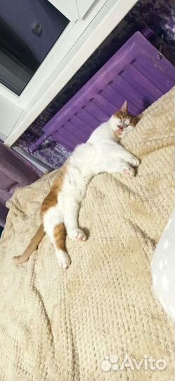 Коты Адольф и Русеил в добрые руки