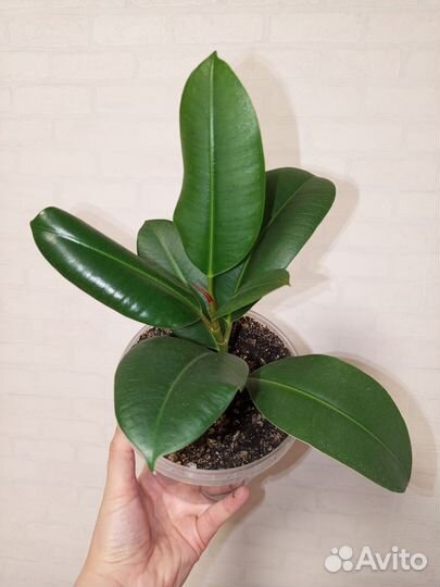 Фикус каучуконосный в 1 л