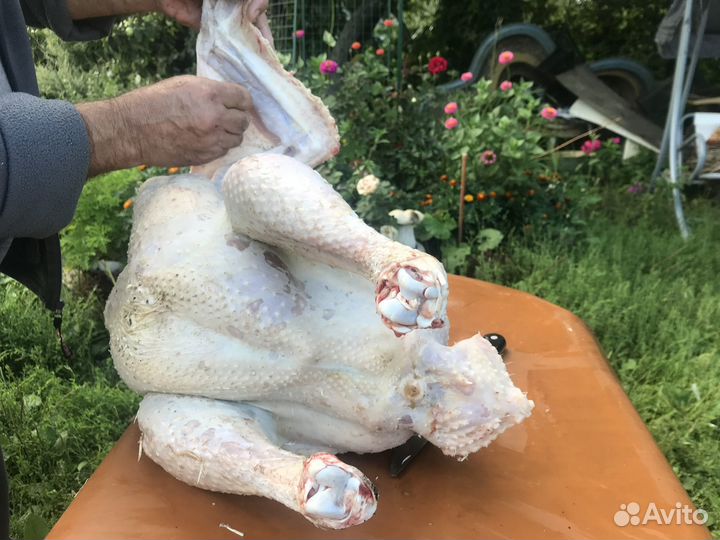 Индюшата Хайбрид конвертер