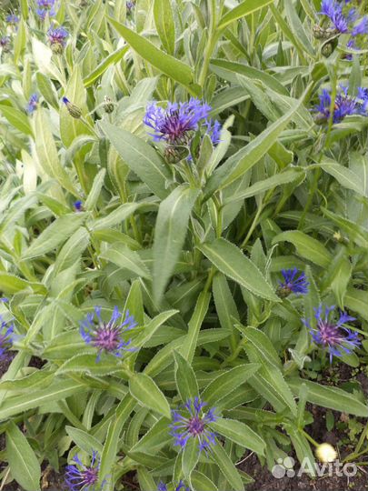 Саженцы декоративных кустарников и многолетников