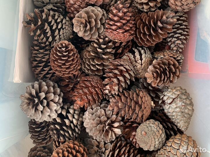 Продам сосновую шишку