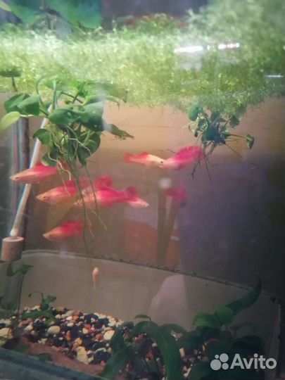 Аквариумные рыбки