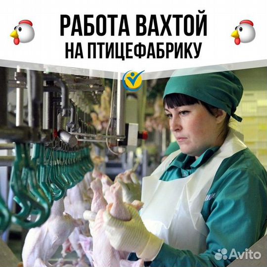 Работа на птицефабрике 24/7