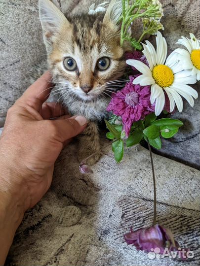 Котята в добрые руки бесплатно